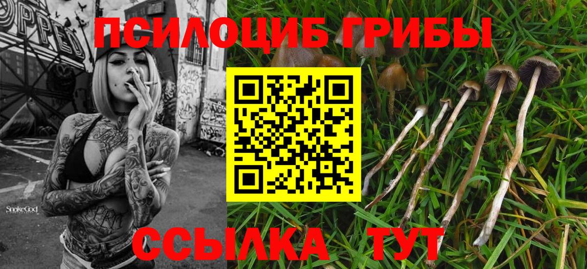 Псилоцибиновые грибы Psilocybe  купить наркоту  Ачхой-Мартан  Вход с VPN 
